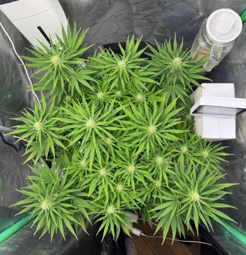 Brain Swirl Genetics Fem. Week 8