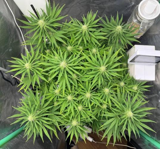 Brain Swirl Genetics Fem. Week 8
