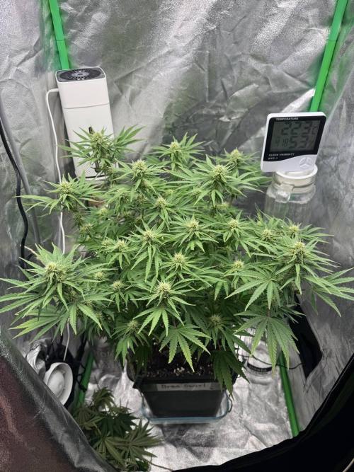 Brain Swirl Genetics Fem. Week 9
