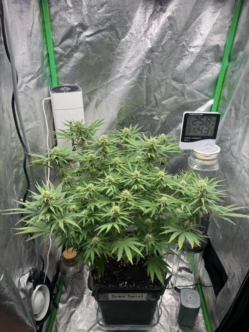 Brain Swirl Genetics Fem. Week 9