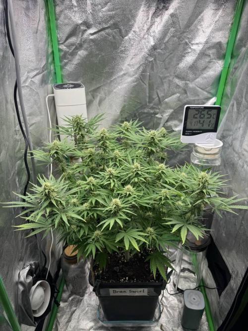 Brain Swirl Genetics Fem. Week 9