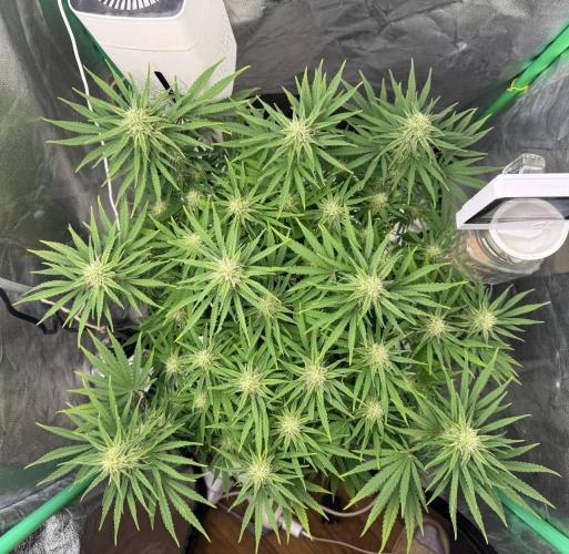 Brain Swirl Genetics Fem. Week 9