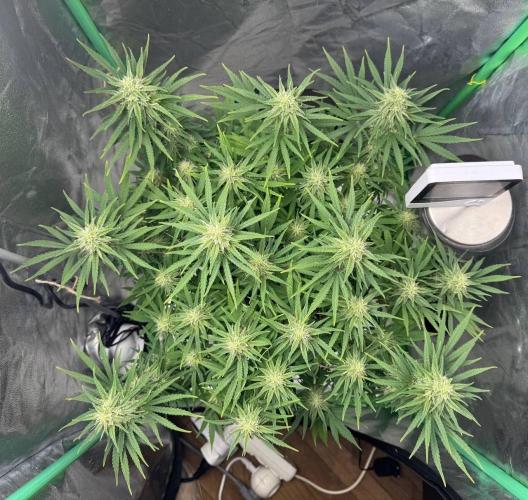 Brain Swirl Genetics Fem. Week 9