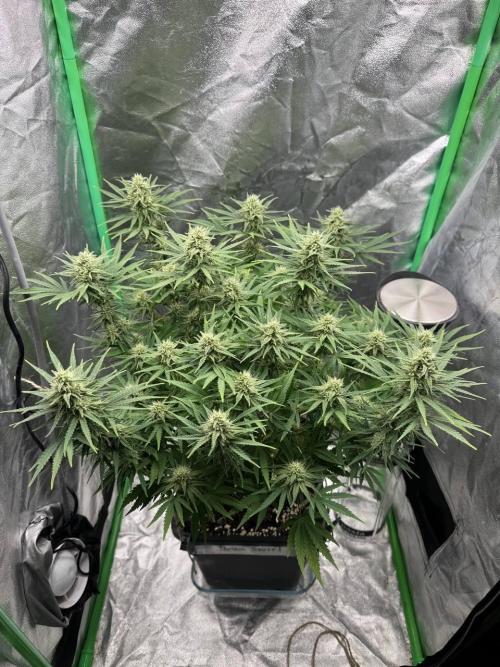 Brain Swirl Genetics Fem. Week 9