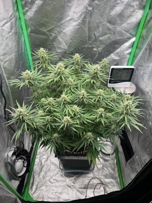 Brain Swirl Genetics Fem. Week 9