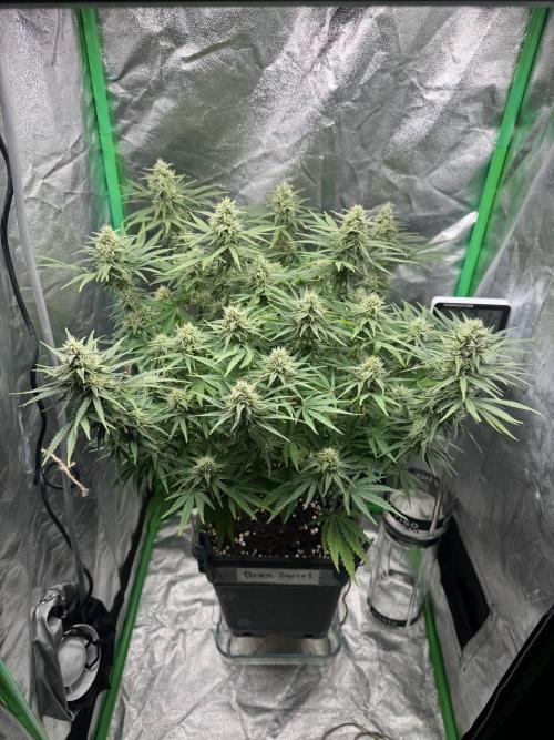 Brain Swirl Genetics Fem. Week 10