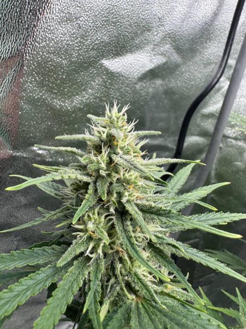 Brain Swirl Genetics Fem. Week 10