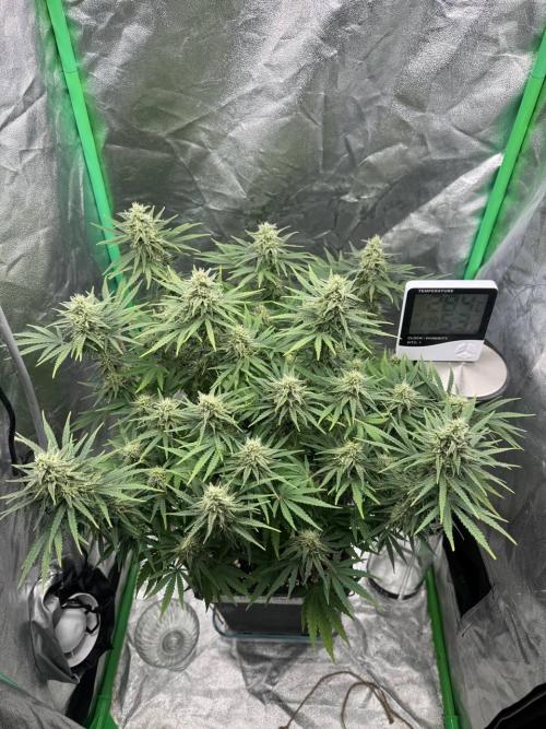 Brain Swirl Genetics Fem. Week 10