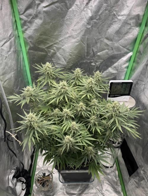Brain Swirl Genetics Fem. Week 11