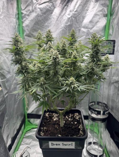 Brain Swirl Genetics Fem. Week 11