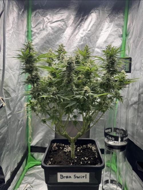 Brain Swirl Genetics Fem. Week 11