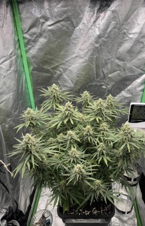 Brain Swirl Genetics Fem. Week 11