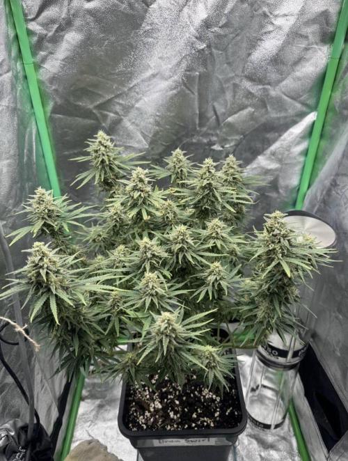 Brain Swirl Genetics Fem. Week 11