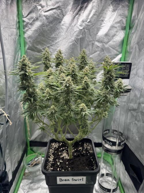 Brain Swirl Genetics Fem. Week 11
