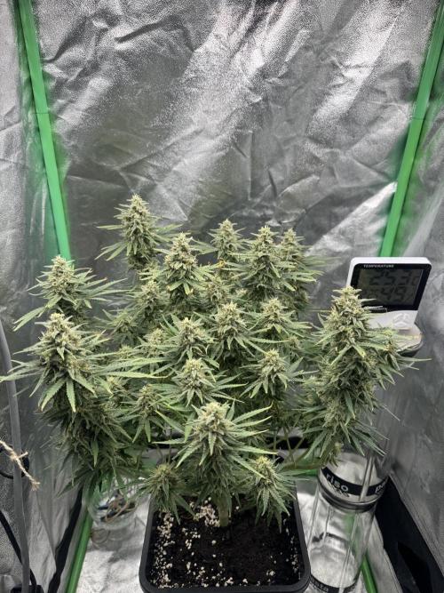 Brain Swirl Genetics Fem. Week 11