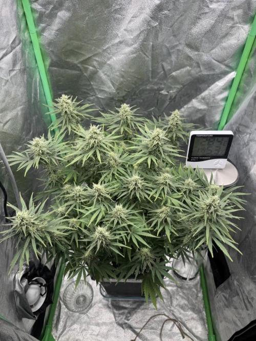 Brain Swirl Genetics Fem. Week 11