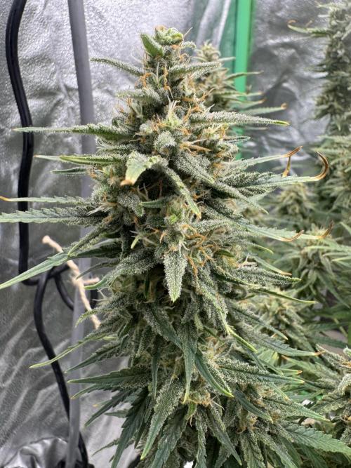 Brain Swirl Genetics Fem. Week 12