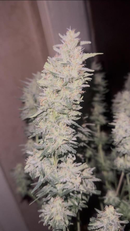 Brain Swirl Genetics Fem. Week 12