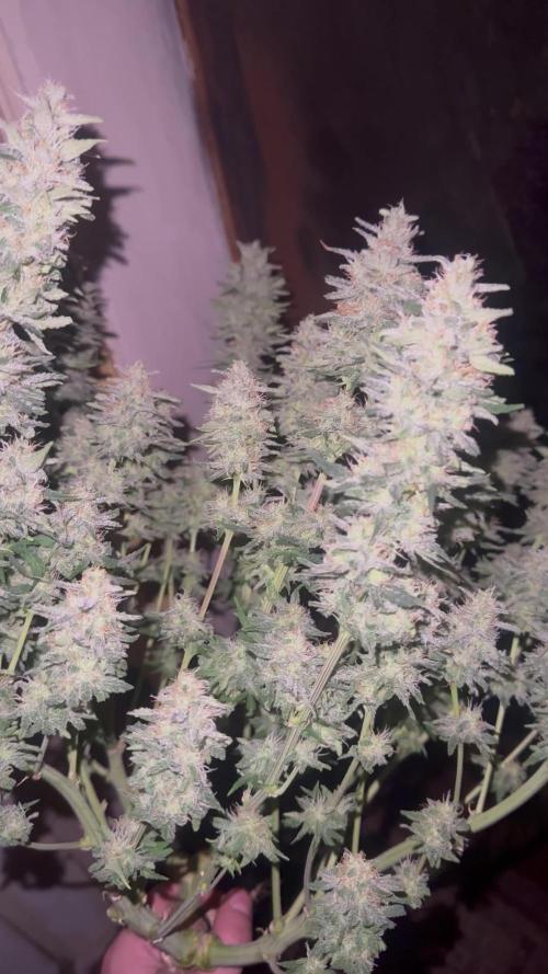Brain Swirl Genetics Fem