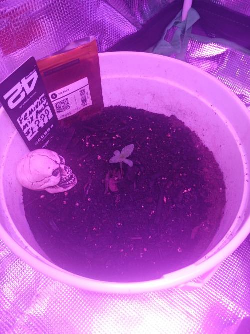 MASS-GROW413. Week 3