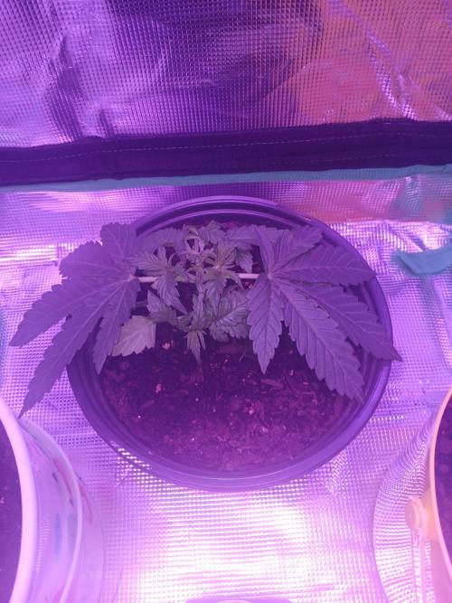 MASS-GROW413. Week 3