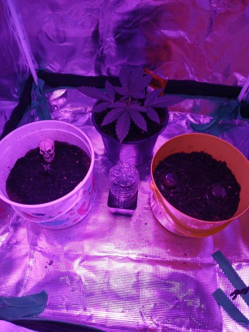 MASS-GROW413. Week 3