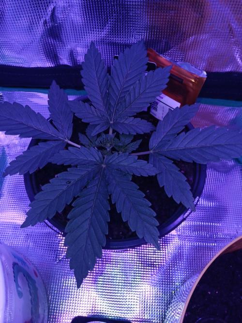 MASS-GROW413. Week 3