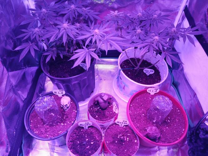 12/12 from seed grow. Week 6 - 2 420 fast buds mix pack photos and 5 dream beans autoflowers!! 
