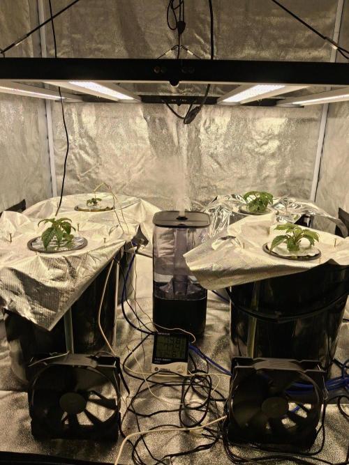 Original Oreoz - Growers Choice. Week 2