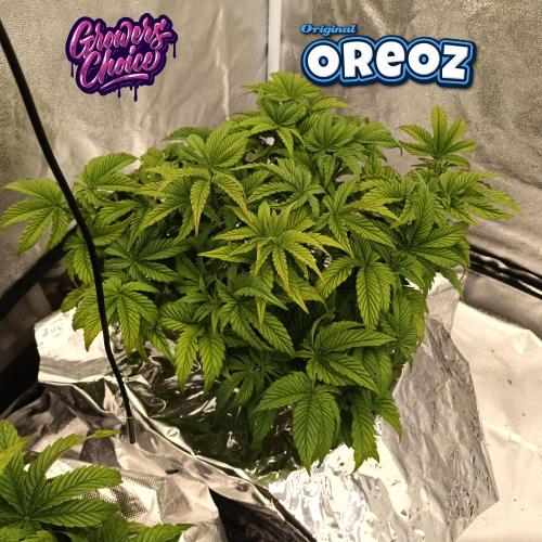Original Oreoz. Week 5