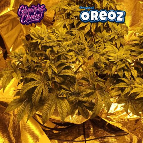 Original Oreoz. Week 6