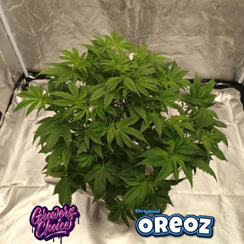 Original Oreoz. Week 7