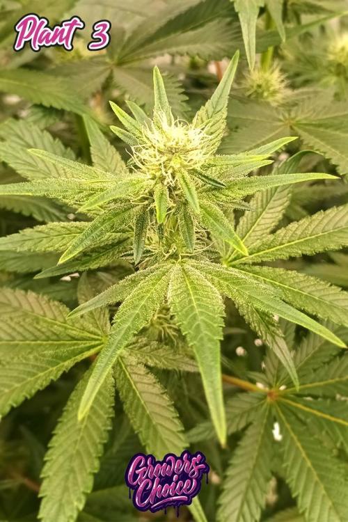 Original Oreoz. Week 10