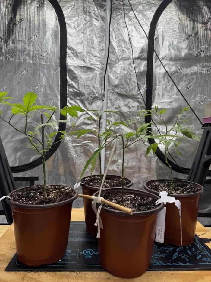 Nug Nut Hut. Week 2 - Begin LST