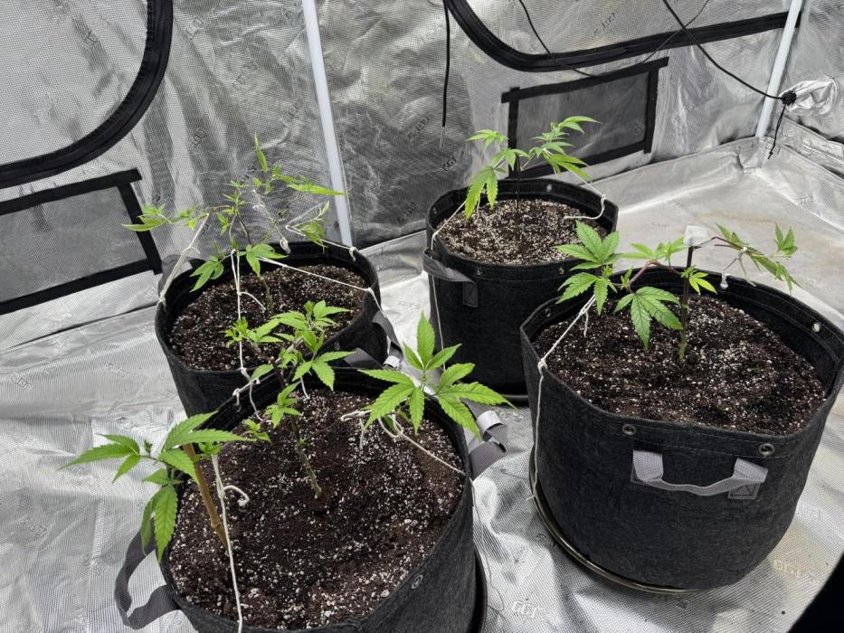 Nug Nut Hut. Week 3 - Week 3 