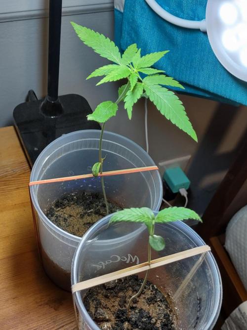 Crop 2026. Week 2 - Last week. Week 2. 