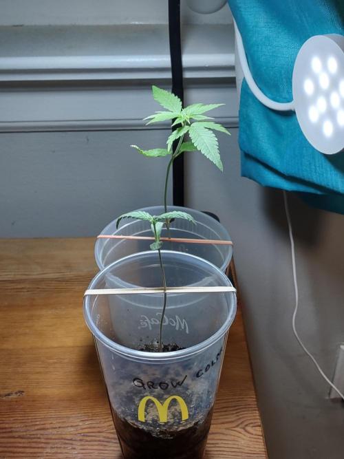 Crop 2026. Week 2 - Young plants