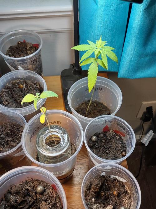 Crop 2026. Week 4