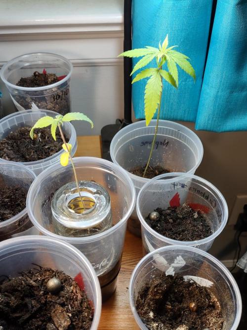 Crop 2026. Week 4