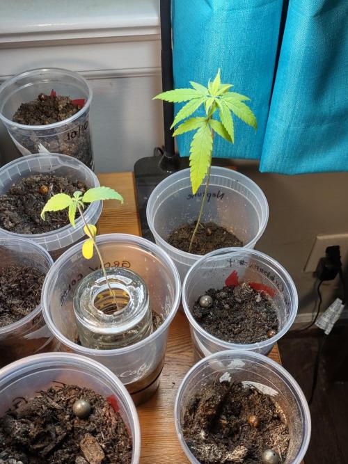 Crop 2026. Week 4