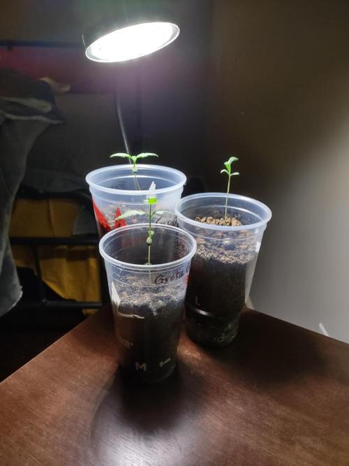Crop 2026 2.0. Week 2