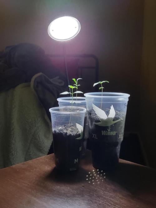 Crop 2026 2.0. Week 2
