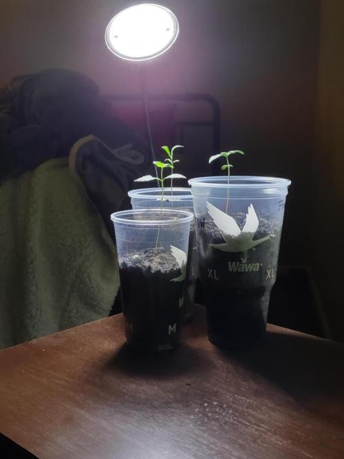 Crop 2026 2.0. Week 2