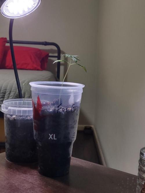Crop 2026 2.0. Week 3 - Frozen black cherry and brownie scouts. Brownie is a week. Cherry is 3 weeks.