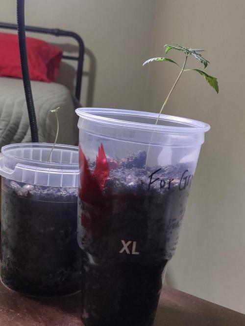 Crop 2026 2.0. Week 3 - Frozen black cherry and brownie scouts. Brownie is a week. Cherry is 3 weeks.