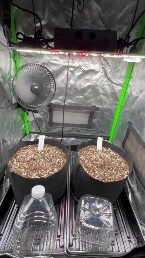 2x2x4 autoflower grow