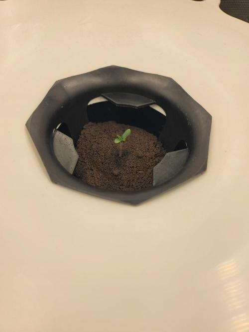 Evil's Dwc Autos. Week 0 - Seedlings yay!