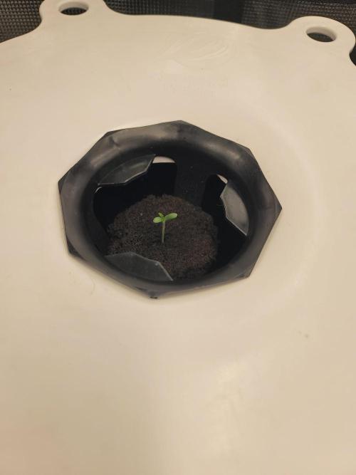 Evil's Dwc Autos. Week 0 - Seedlings yay!