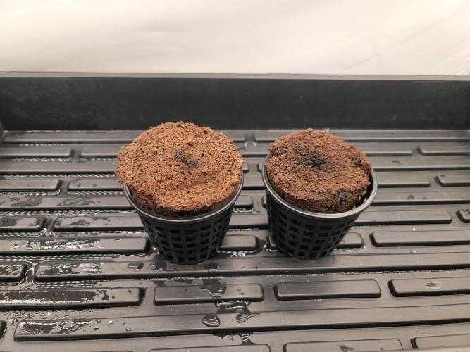 Evil's Dwc Autos. Week 0 - Happy in the new digs