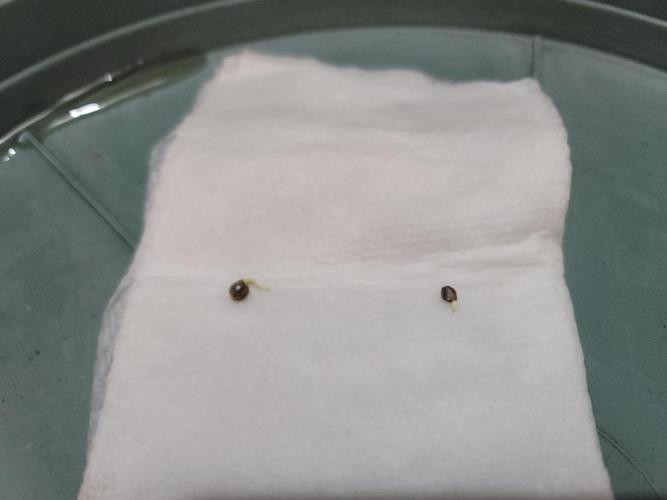 Evil's Dwc Autos. Week 0 - Let get you settled into some better digs.